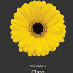 Claro