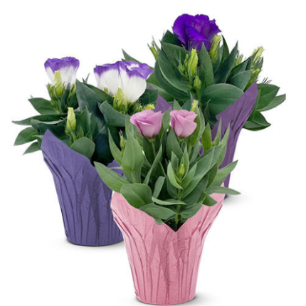 Lisianthus