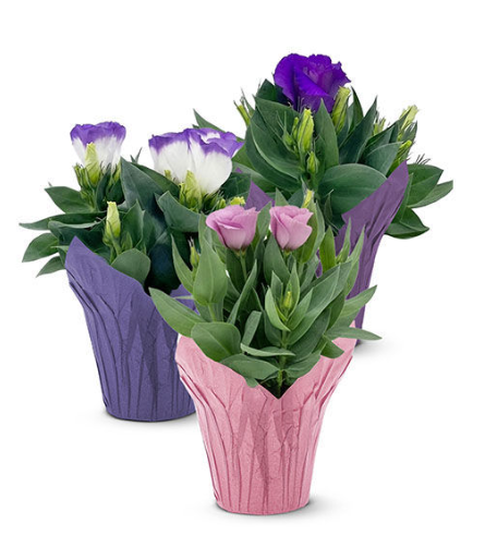 Lisianthus