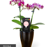 Phalaenopsis Orchid - Double Spike