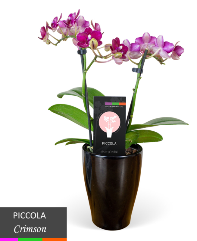 Phalaenopsis Orchid - Double Spike