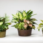 Assorted Metal With Foliage Dish Garden