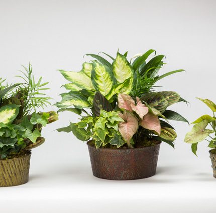 Assorted Metal With Foliage Dish Garden