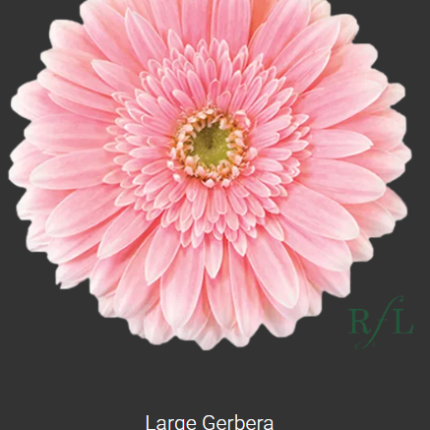 Big Pink