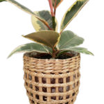 Trellis Woven Basket