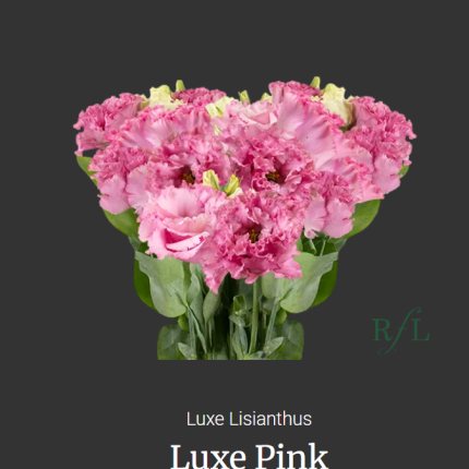 Luxe Pink