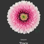 Tracy