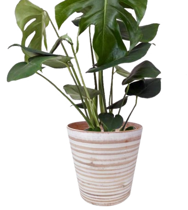 Bamboo