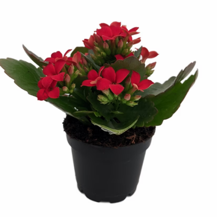 Kalanchoe