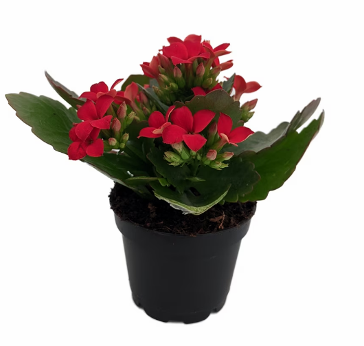 Kalanchoe