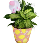 Easter Basket With Dish Garden - With Eggs Printed On The Woven Basket