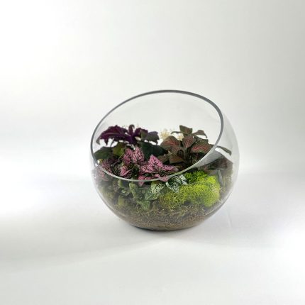 Slope Glass With Three Assorted Plants
