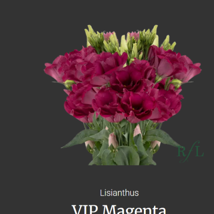 VIP Magenta