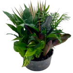 Foliage Dish Garden In Clear Liner