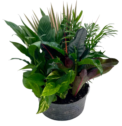 Foliage Dish Garden In Clear Liner