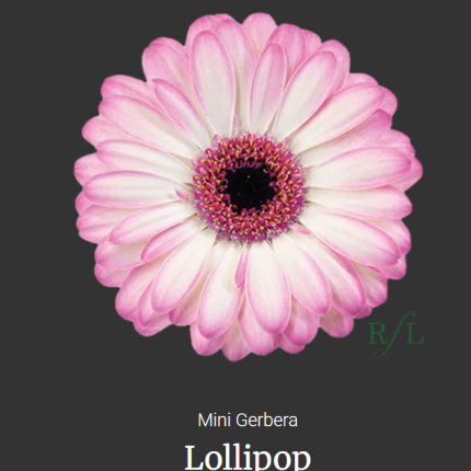 Lollipop