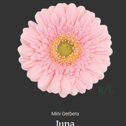 Juna