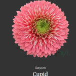 Cupid