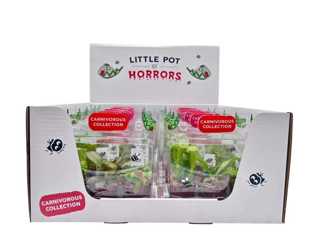 Carnivorous Collection In Display Box