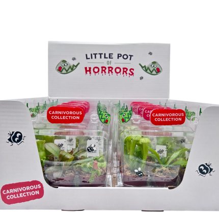 Carnivorous Collection In Display Box