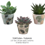 Tortuga