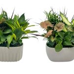 Oval White Ceramic With Foliage Dish Garden