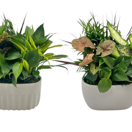 Oval White Ceramic With Foliage Dish Garden