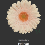 Pelican