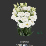 VIP White