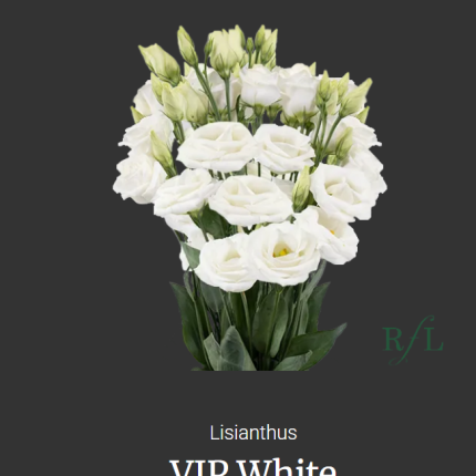 VIP White
