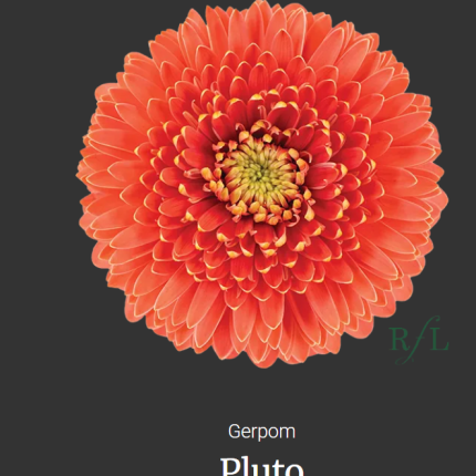 Pluto