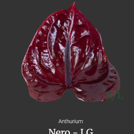 Nero