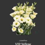 VIP Yellow