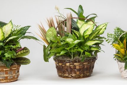 Asst Wicker Basket W/ Dish Garden