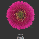 Pluck