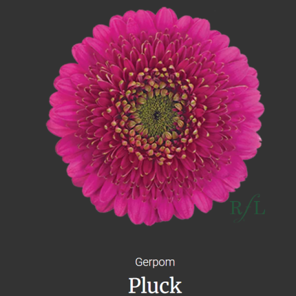 Pluck