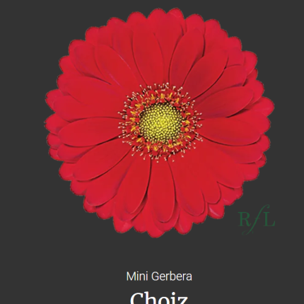 Choiz