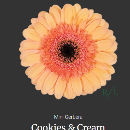 Cookies & Cream