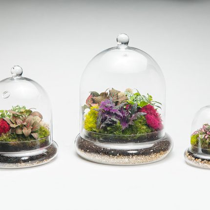 Tall Cloche Terrarium