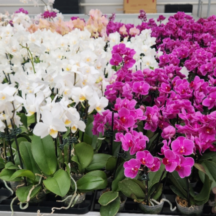 Phalaenopsis Orchid - Mini