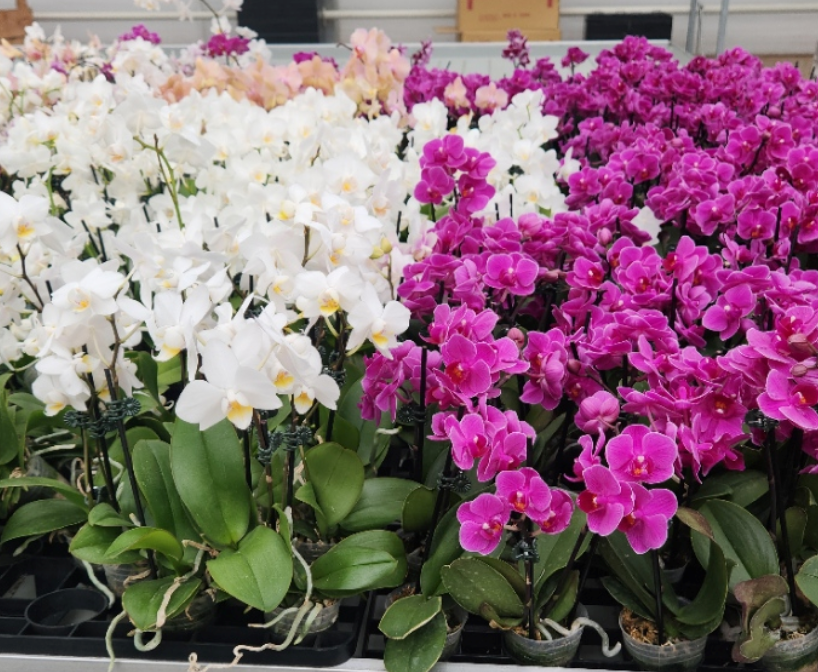 Phalaenopsis Orchid - Mini