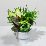 Euro White Round Ceramic W/ Dish Garden