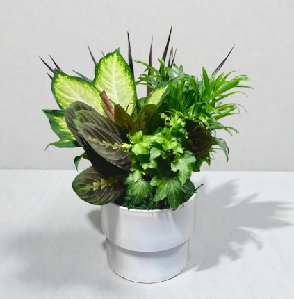 Euro White Round Ceramic W/ Dish Garden