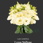 Luxe Yellow