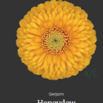 Honeydew