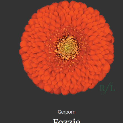 Fozzie