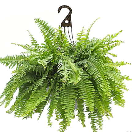 Boston Fern