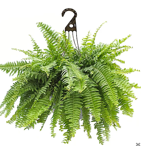 Boston Fern