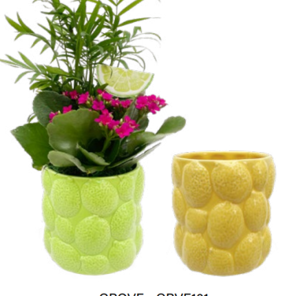Grove Citrus Ceramic