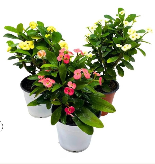 Crown Of Thorns